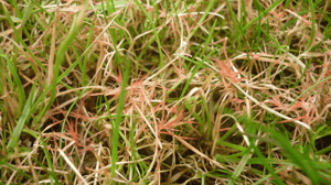 Lawn Disease: Your Guide to Red Thread