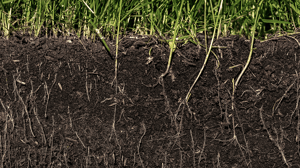 Soil pH: A Baseline for a Healthy Lawn