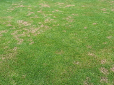 Red Thread throughout a yard can create a splotchy, tan polka-dot appearance but it is not permanent.