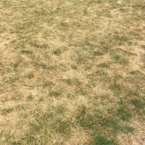 A dormant lawn during a heatwave