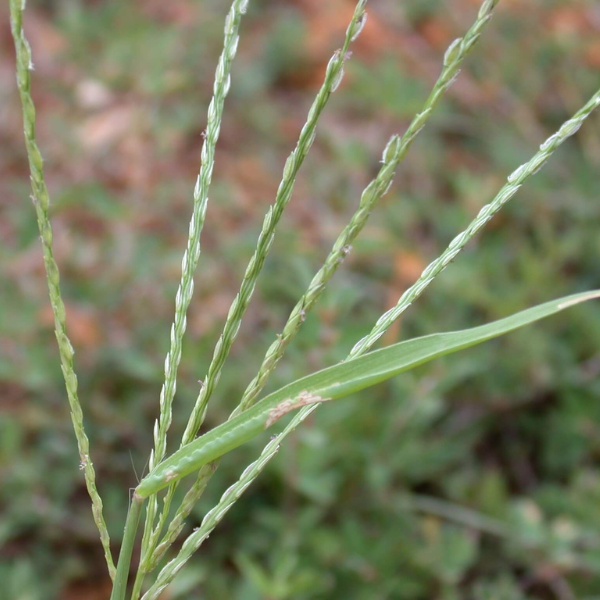 Closeup of a crabgrass seed head