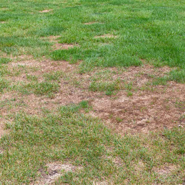 Thin and bare spots create more opportunities for weeds to establish.
