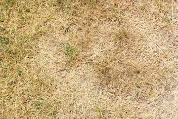 WHY IS MY LAWN BROWN? I WATER, I FERTILIZE REGULARLY.