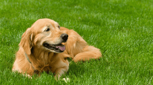 Aeration & Overseeding: Why Your Lawn Needs It Now