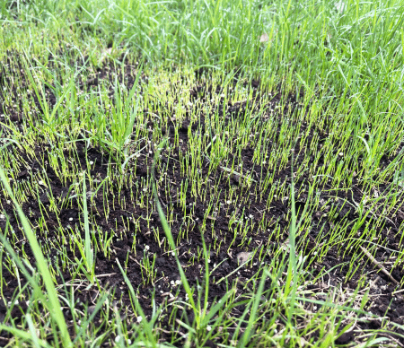 Aeration and overseeding new grass seedlings sprouting