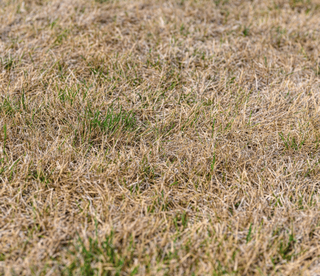 A dry, heat stressed lawn turned brown