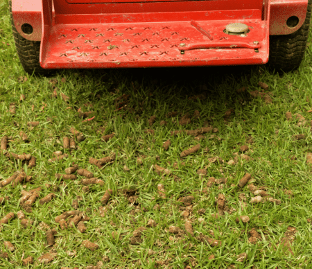 Soil plugs from an aeration machine