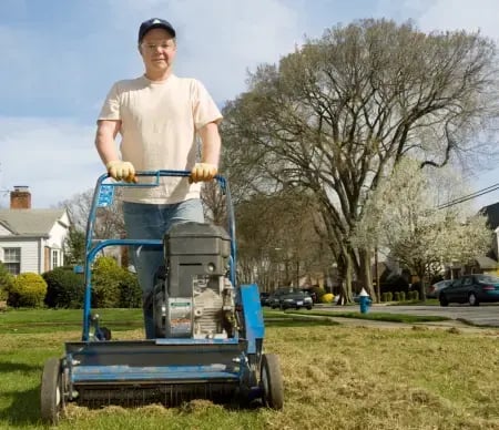Spring clean up dethatching thick thatch layer from grass