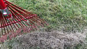 Homeowner performing spring clean up on lawn after winter