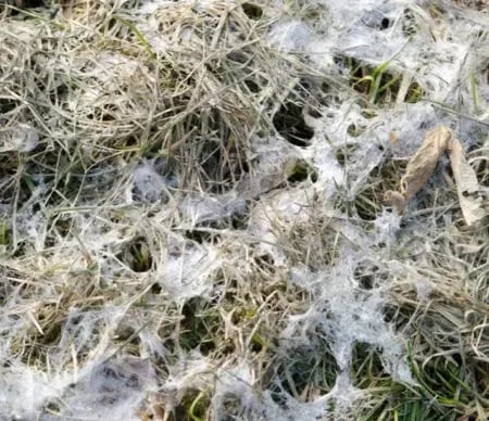 Snow mold on a lawn, showing matted grass with gray fungal growth.