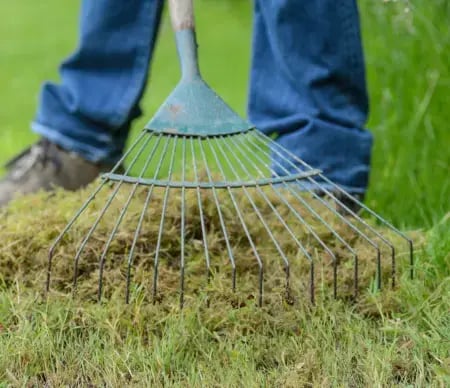 a-homeowner-raking-out-a-snow-mold-affected-lawn