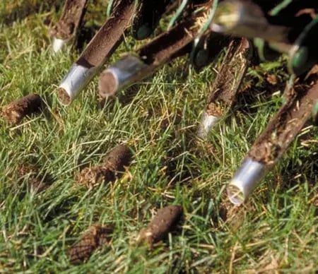 A lawn aeration to prevent snow mold by improving soil drainage.