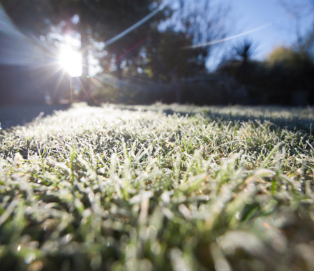 A frosted lawn protected and fortified with winterizer.