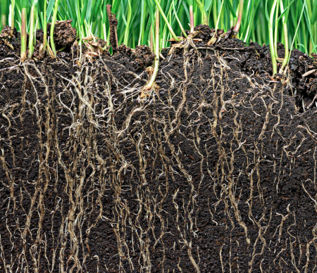 A healthy root system benefits from the extra potassium in winterizer.