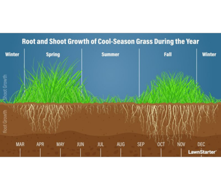 Root and shoot growth of cool-season grass during the year.
