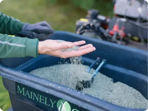 Close-up of a lawn care technician applying grass seed for aeration and overseeding, ensuring a lush, healthy lawn.