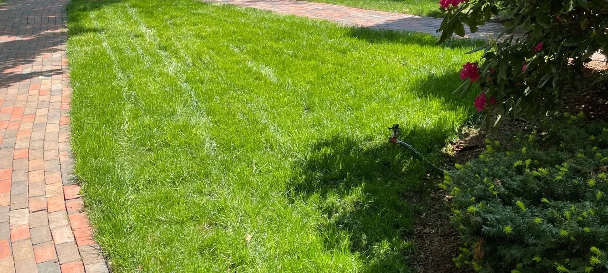 Lush green lawn after professional aeration and overseeding by Mainely Grass.