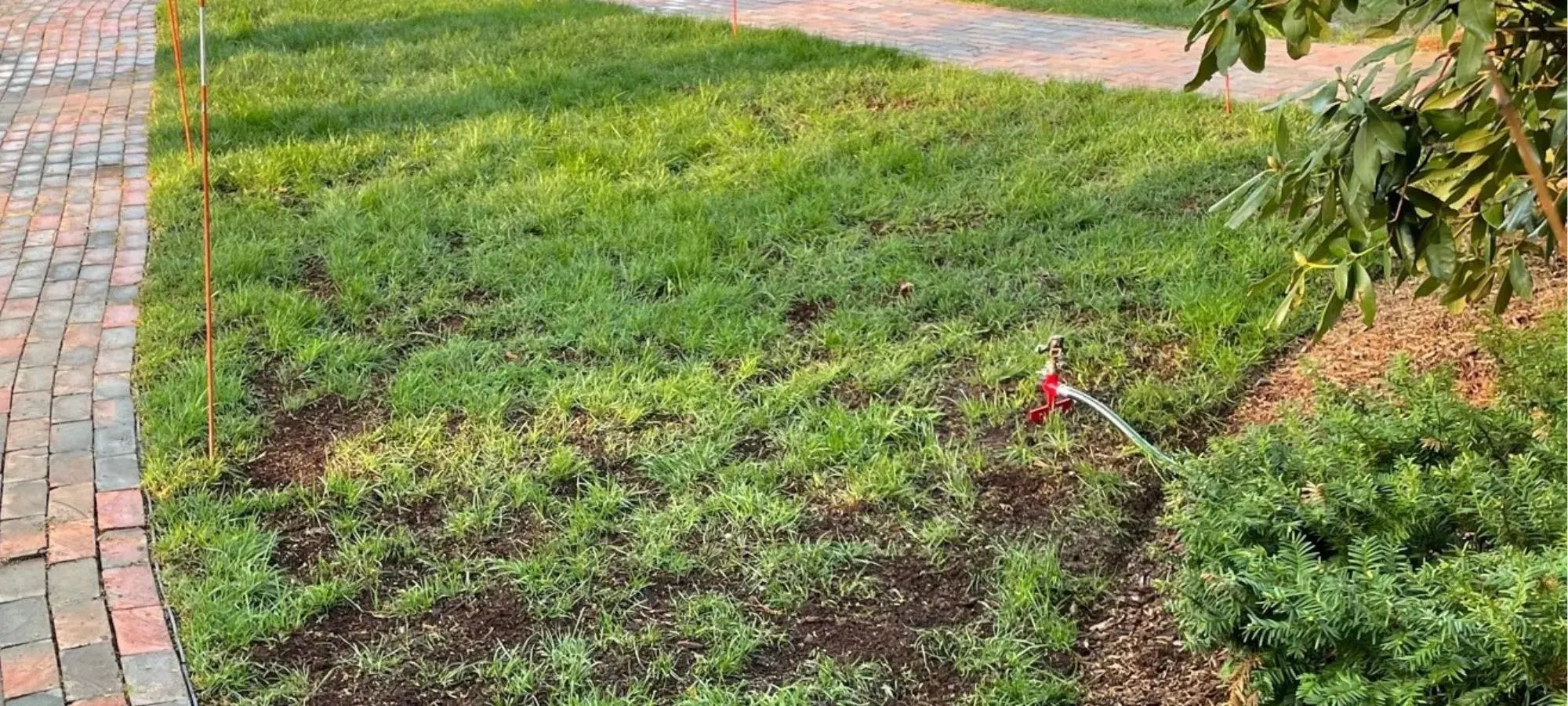 Lawn before aeration and overseeding, showing patchy grass and soil preparation.