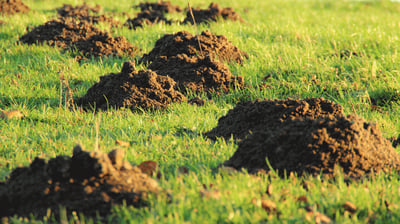 mainely_mole_damage-1030x579-gif