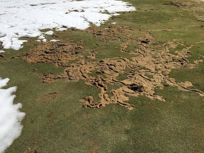 mainely_vole_damage-1-gif
