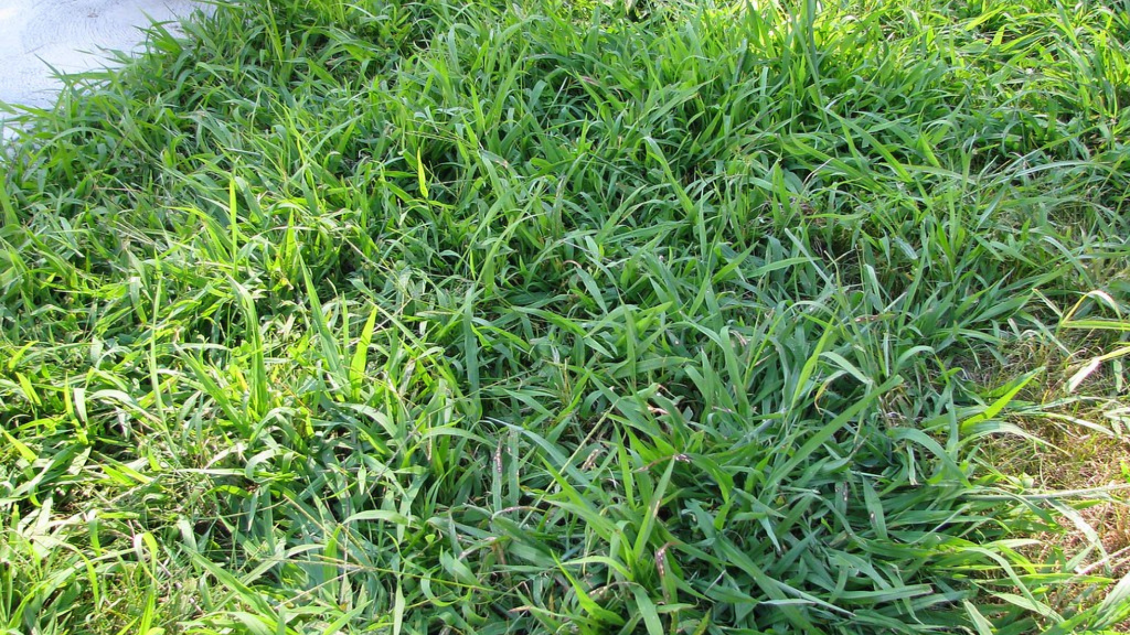 An Introduction to Crabgrass