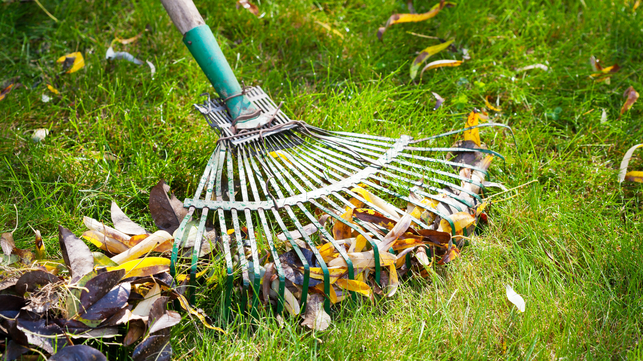 Common Fall Lawn Care Mistakes