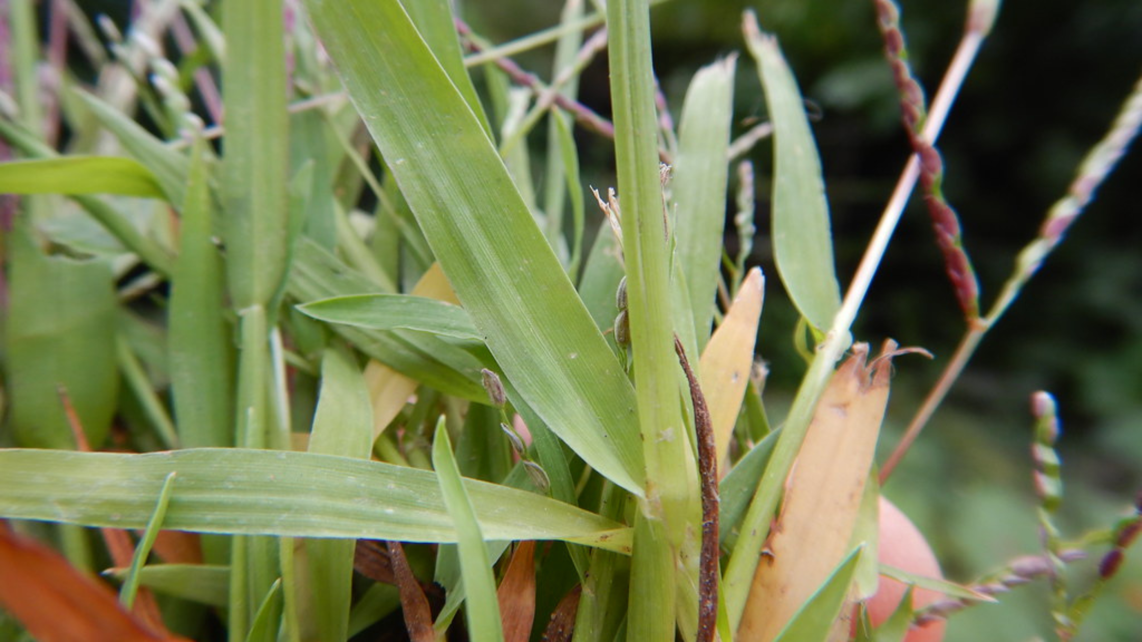 How to Prevent Crabgrass