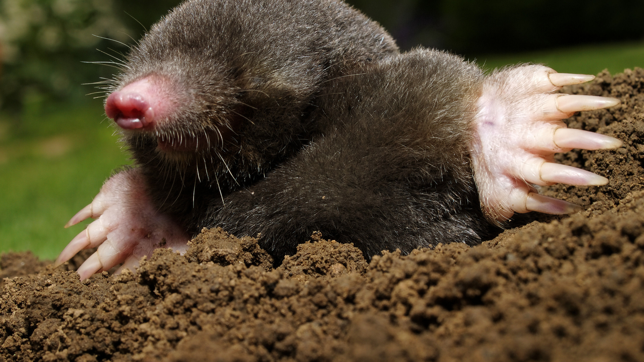 How to Spot Mole Activity