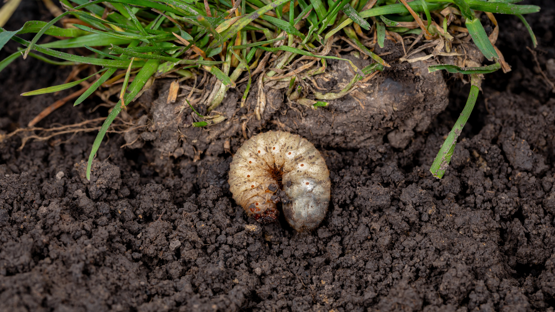 Identifying and Treating: Grub & Insect Damage