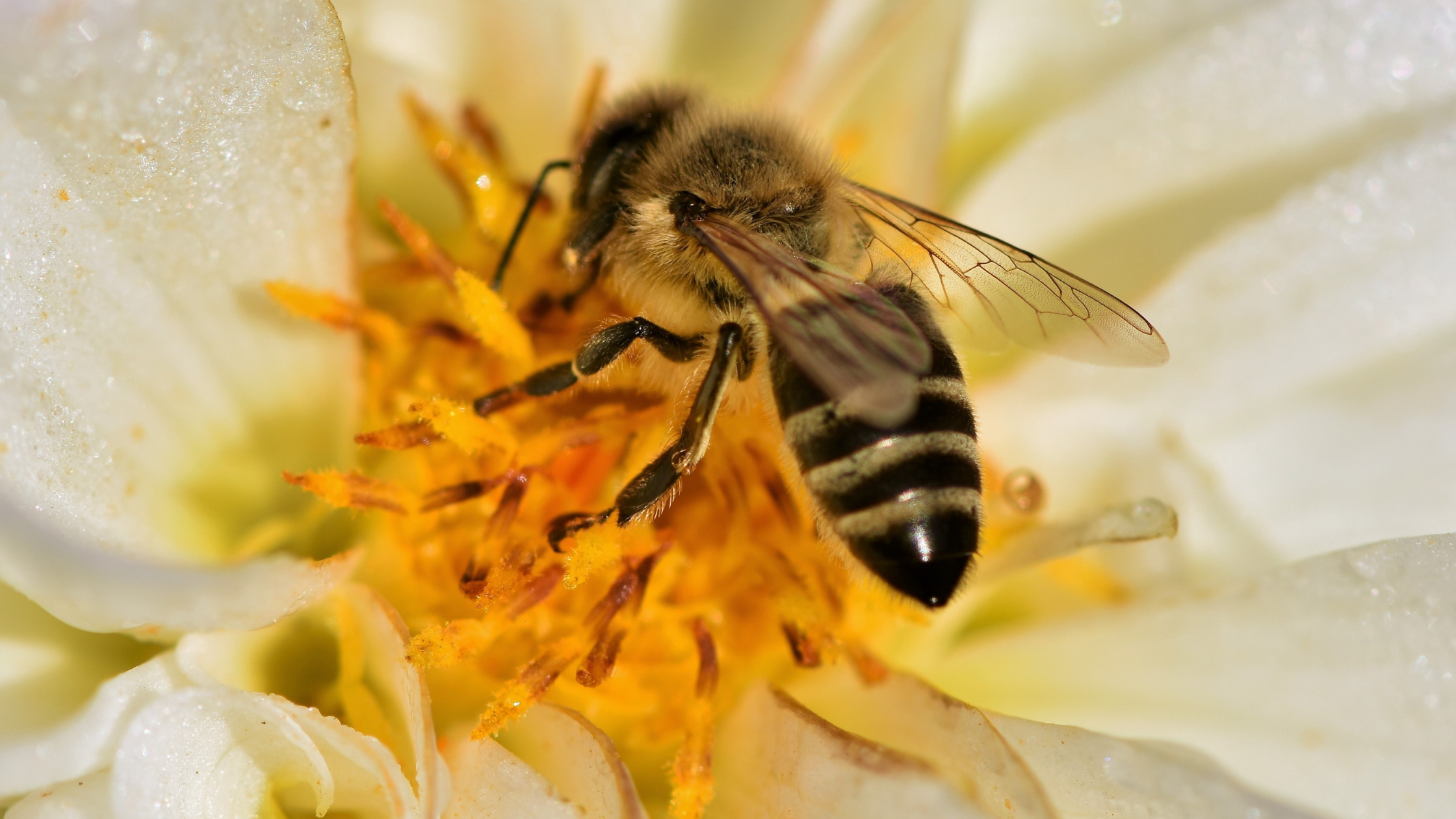 Is Lawn Care Safe for Bees?: How we Protect Pollinators
