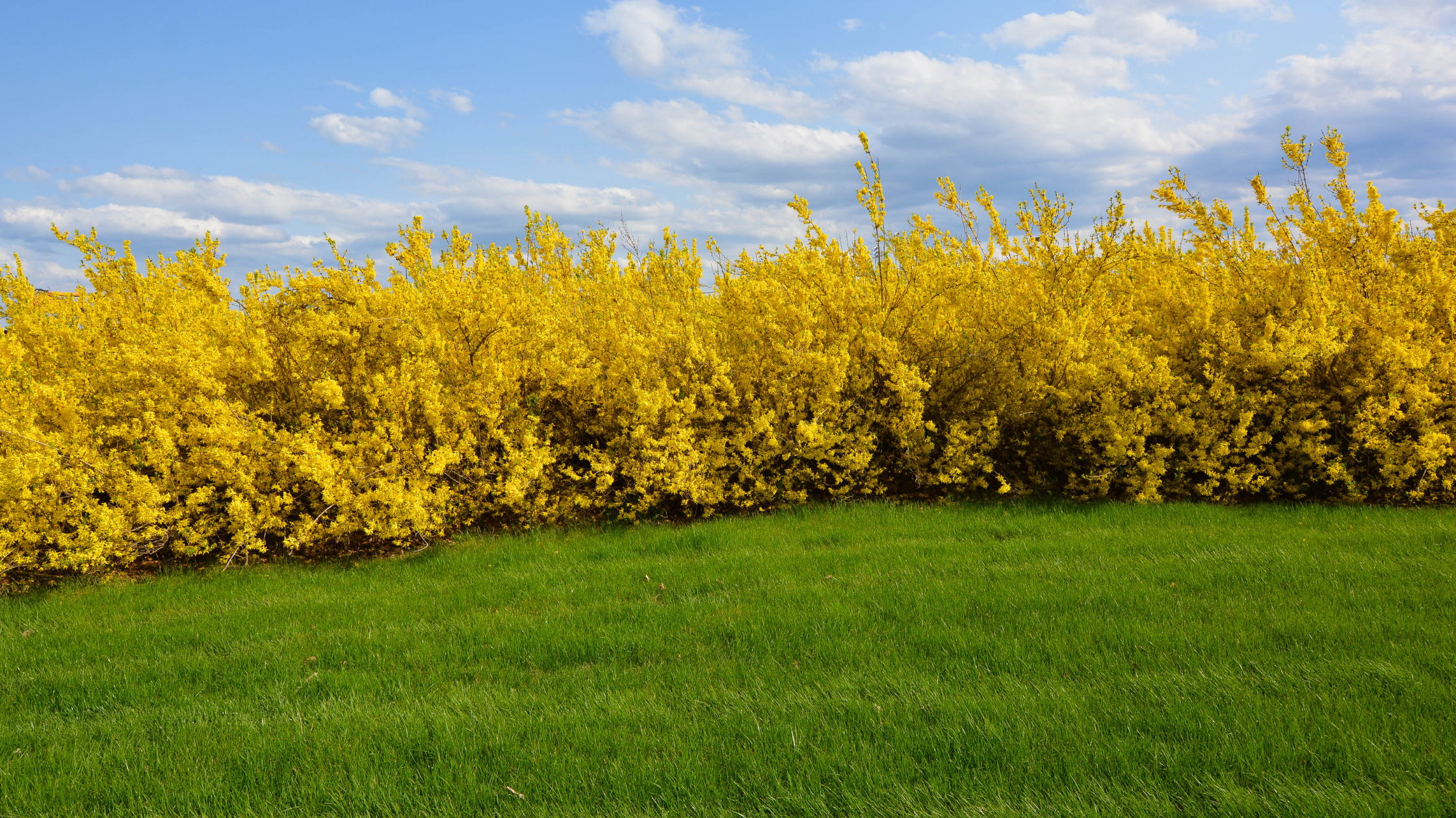 Mythbusting: Forsythia and Crabgrass Pre-emergents