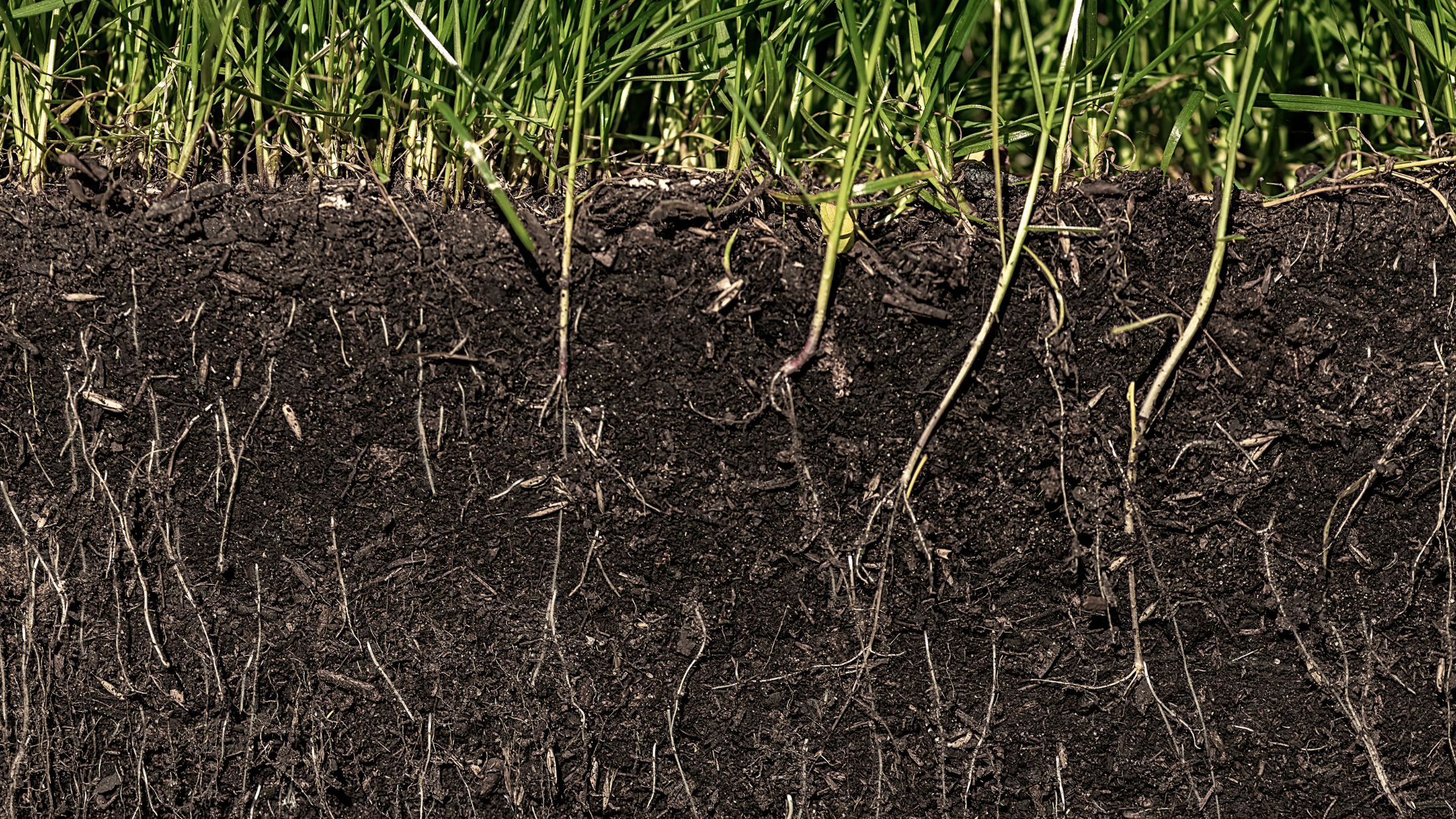 Soil pH: A Baseline for a Healthy Lawn