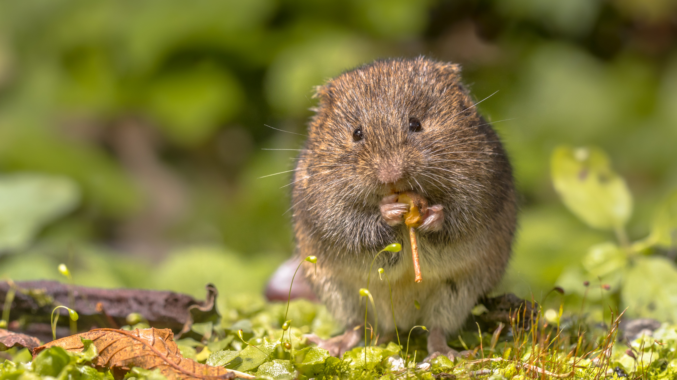 Voles vs. Moles: Spotting the Difference