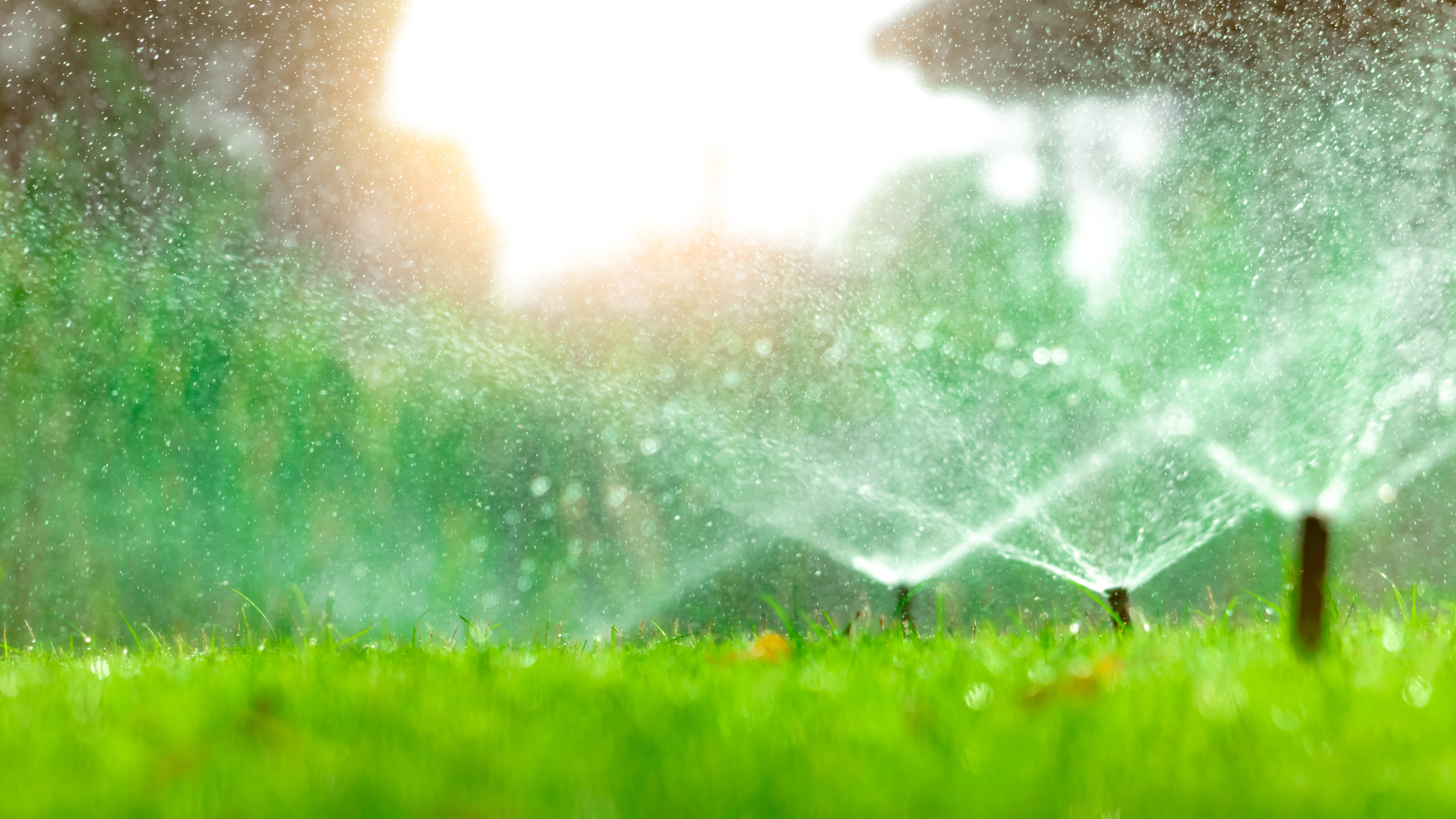 Watering: Getting It Right