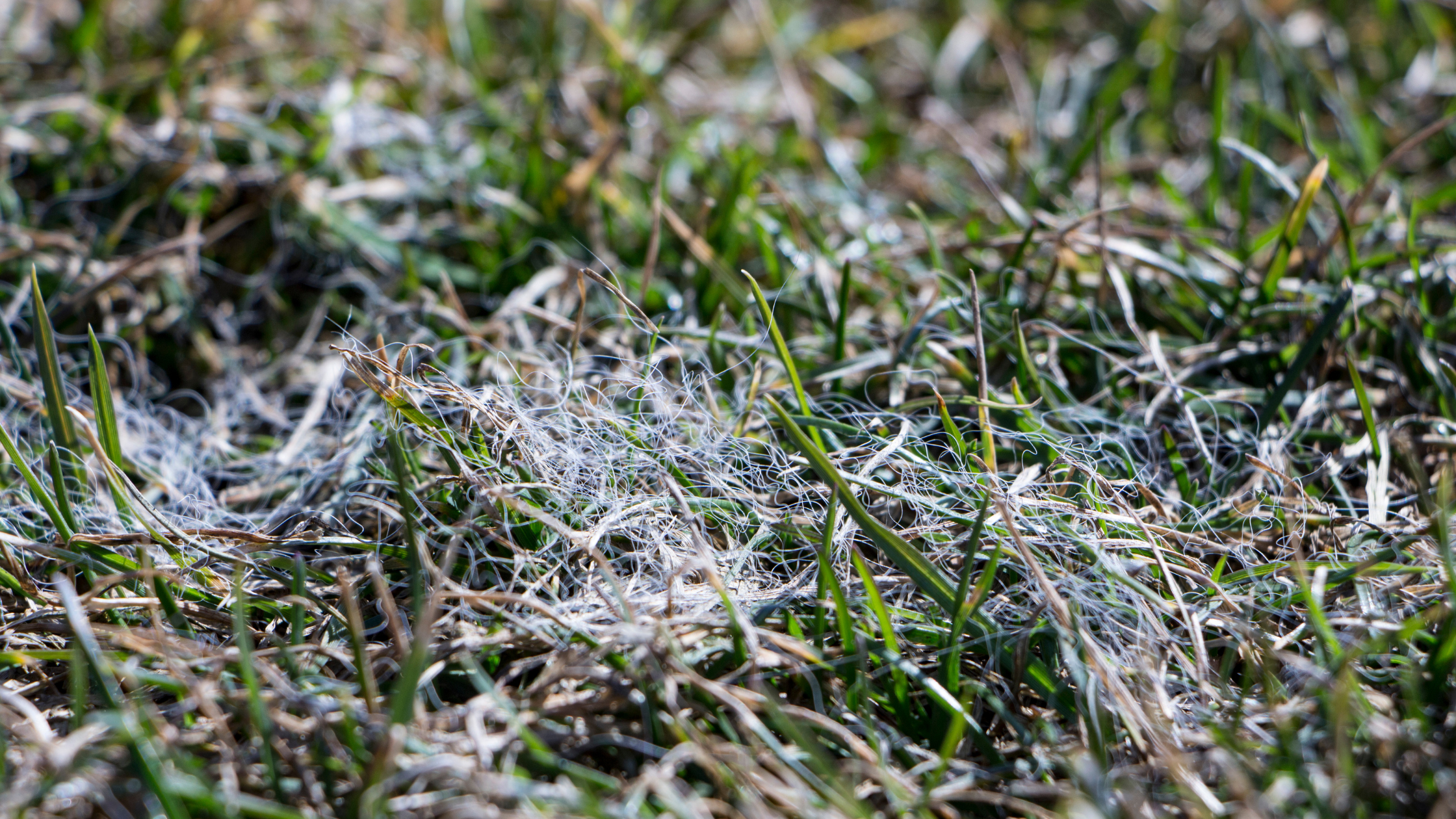 Winter Disease: Snow Mold