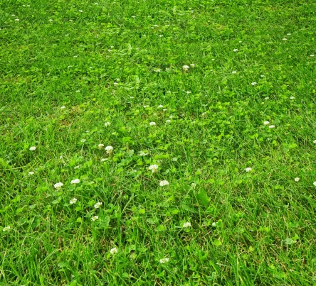 PestsDiseasesWeeds - Clover - (444 × 403 px)