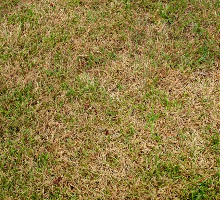 PestsDiseasesWeeds - Herbicide burn - (444 × 403 px)