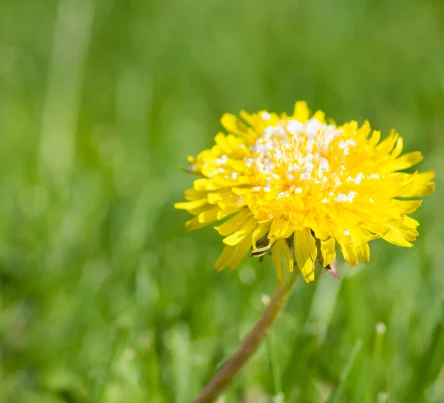 PestsDiseasesWeeds - Weeds Image - (444 × 403 px)