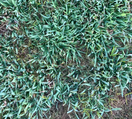 PestsDiseasesWeeds - crabgrass - (444 × 403 px)