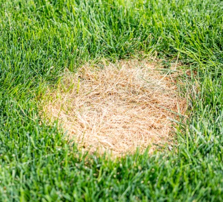 PestsDiseasesWeeds - dog damage - (444 × 403 px)