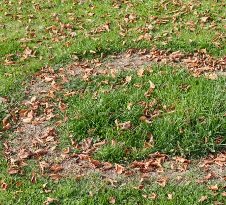 PestsDiseasesWeeds - fairy ring- (444 × 403 px)-1