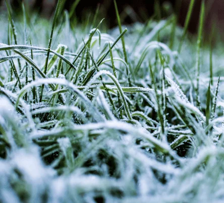 PestsDiseasesWeeds - ice - (444 × 403 px)