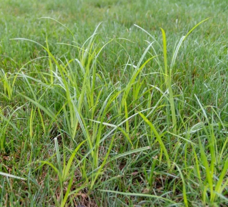 PestsDiseasesWeeds - nutsedge - (444 × 403 px)