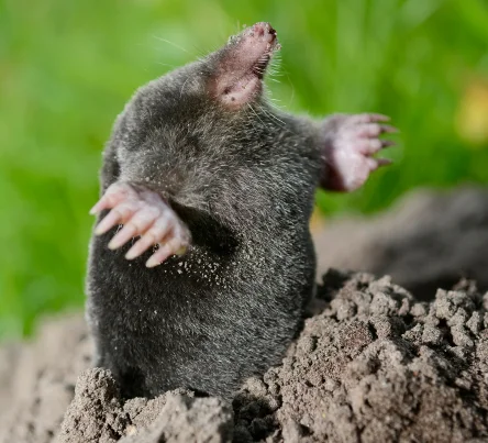 PestsDiseasesWeeds - vertebrate - (444 × 403 px)