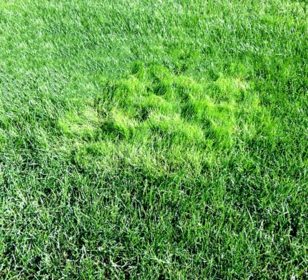 PestsDiseasesWeeds -bentgrass- (444 × 403 px)