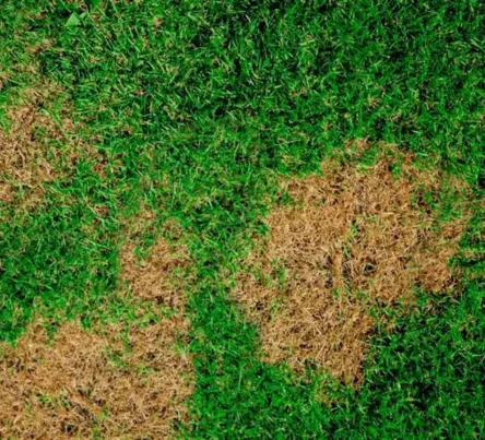 PestsDiseasesWeeds -brown patch- (444 × 403 px)