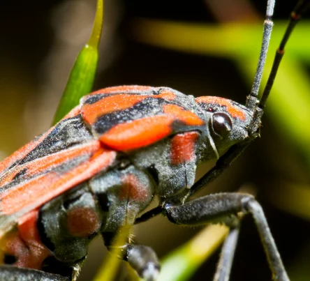 PestsDiseasesWeeds -cinchbug- (444 × 403 px)