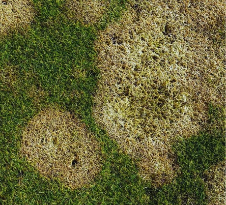 PestsDiseasesWeeds -diseases- (444 × 403 px)