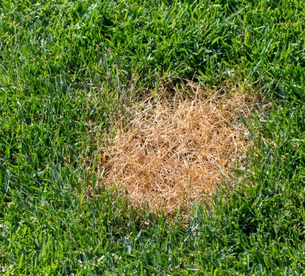 PestsDiseasesWeeds -dollarspot- (444 × 403 px)