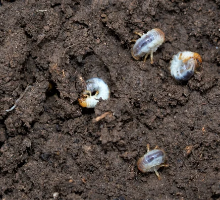 PestsDiseasesWeeds -grubs- (444 × 403 px)
